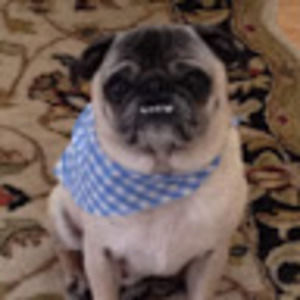 Meet your Posher, Judith